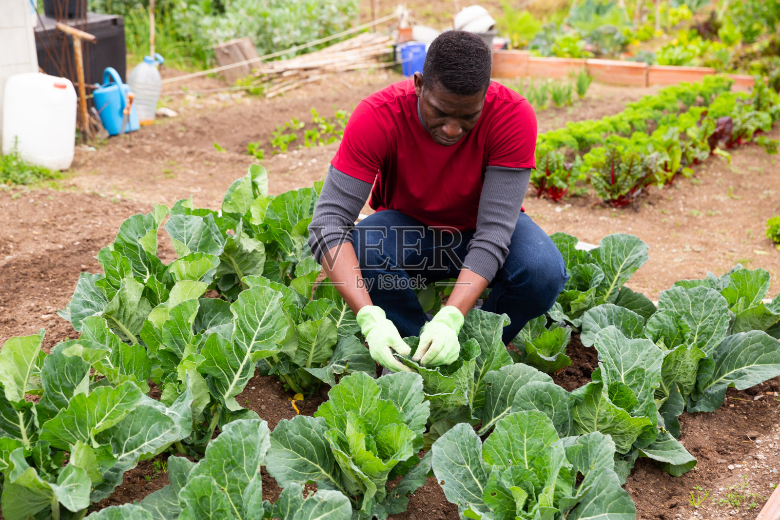 非洲园丁检查年轻的卷心菜照片摄影图片