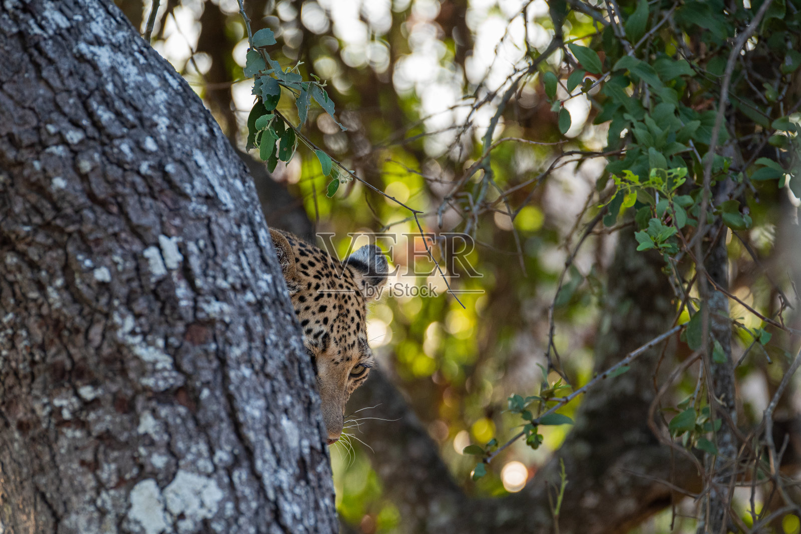 雌豹照片摄影图片