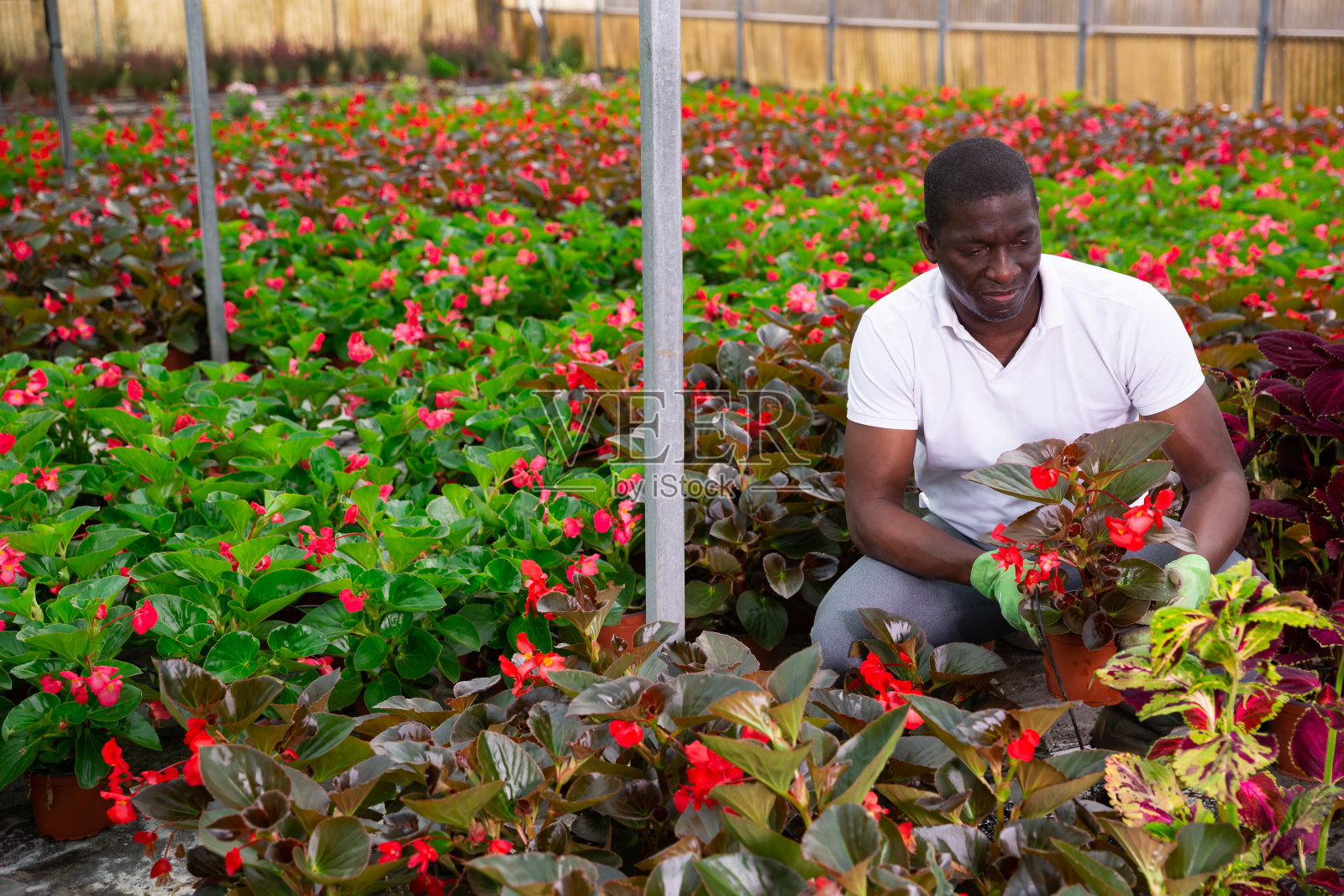 研究秋海棠幼苗的非裔美国男性花师照片摄影图片