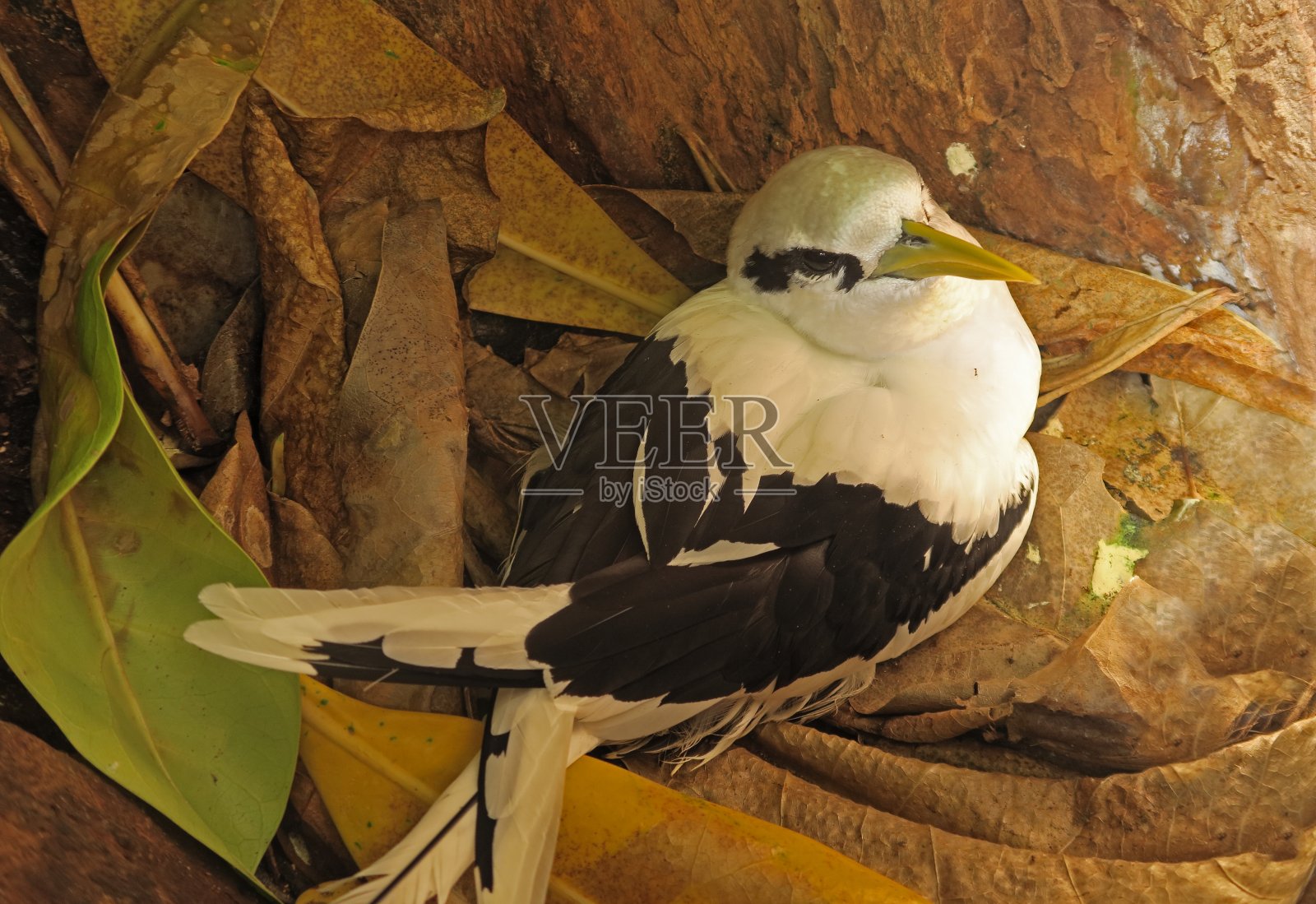 白尾,之后照片摄影图片