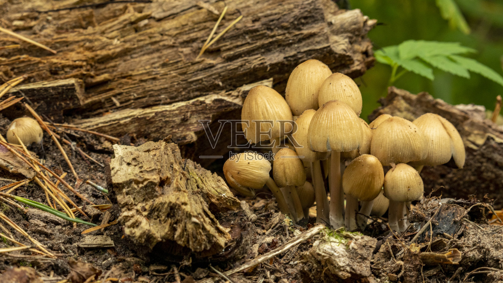 一个老树桩上长出了许多不能吃的蘑菇照片摄影图片