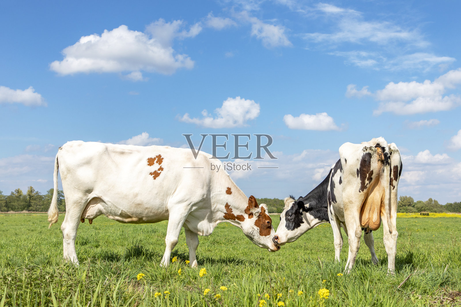 两头奶牛互相嗅着对方的鼻子,一头是白的和红的,另一头是黑的和白的。在一个阳光明媚的日子里,站在一片蓝天和远方笔直的地平线下照片摄影图片