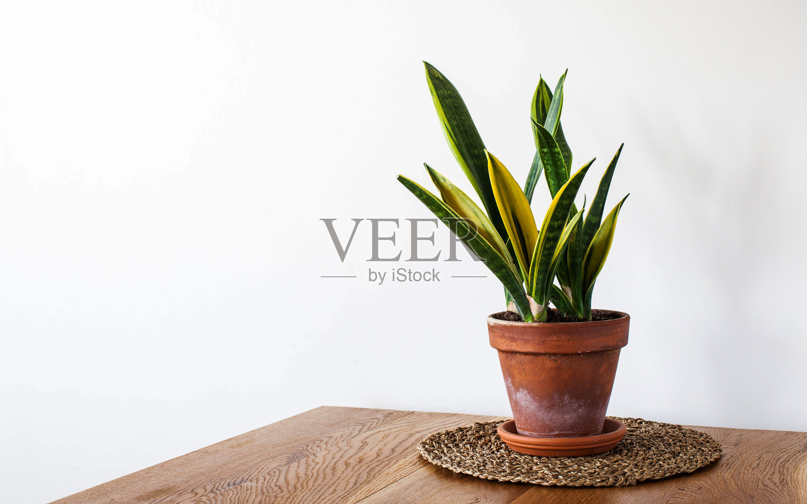 木桌上的绿色植物三叶草。室内植物,斯堪的纳维亚风格的室内。本空间照片摄影图片