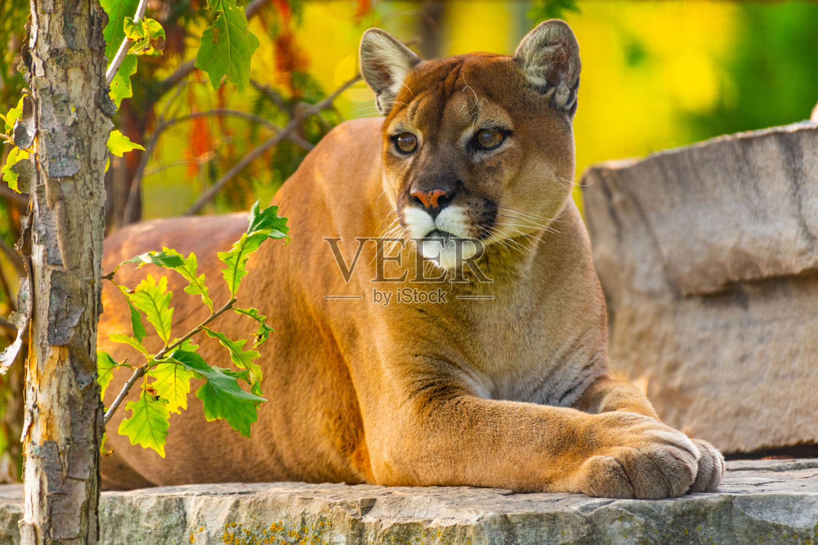 北美的美洲狮照片摄影图片