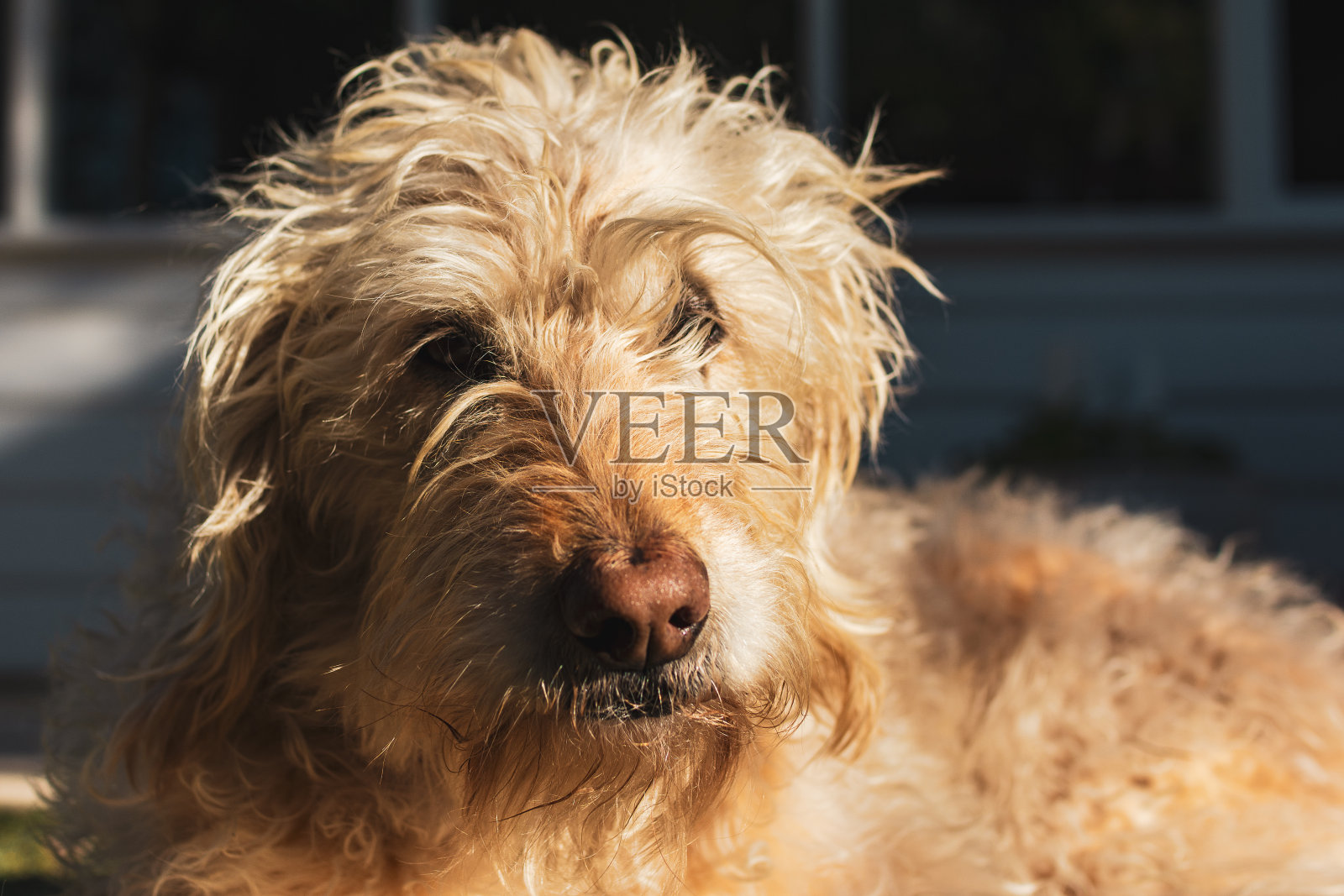 金色的狗照片摄影图片