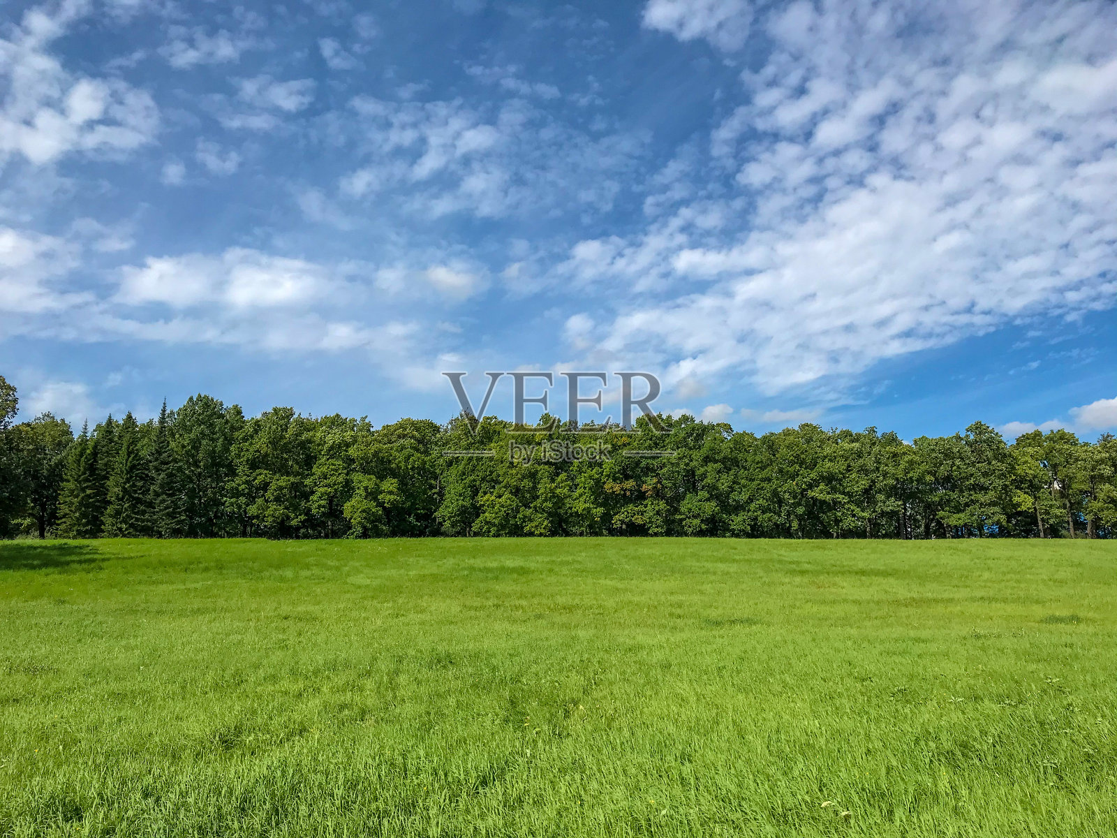 夏天的领域。绿色的草。森林。蓝天和白云。照片摄影图片