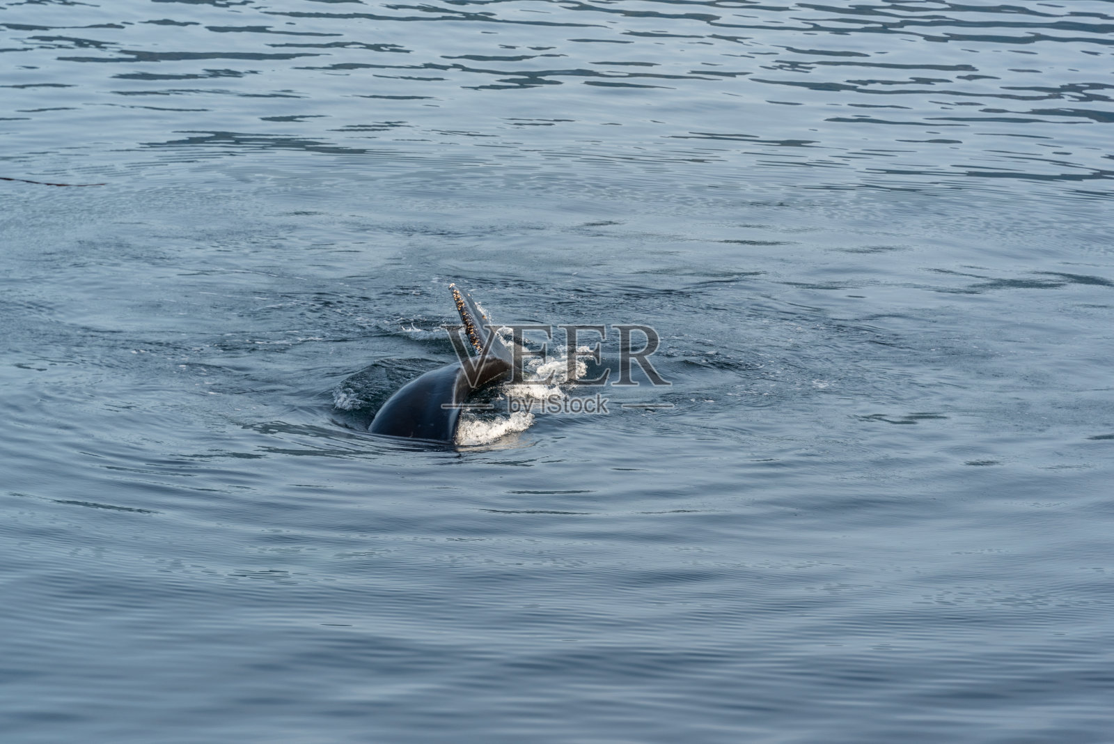 座头鲸照片摄影图片