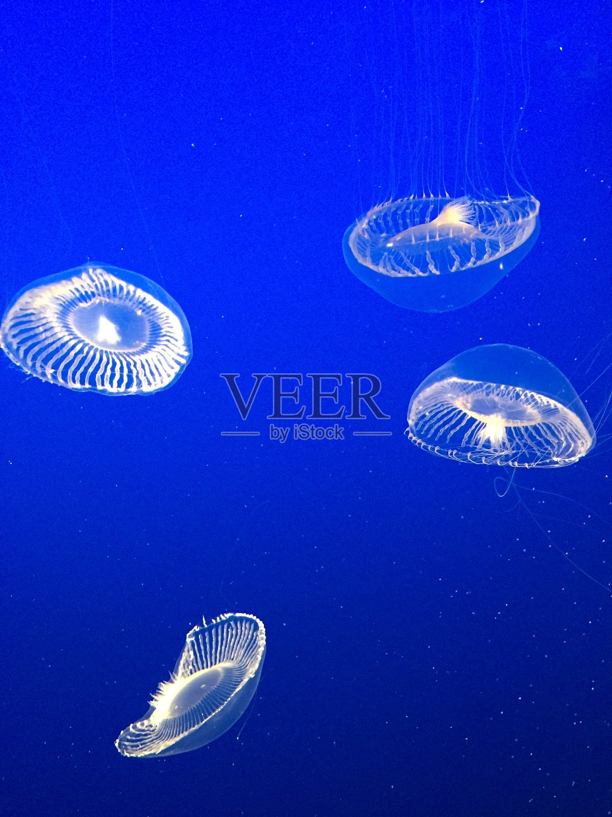 水母在水中照片摄影图片