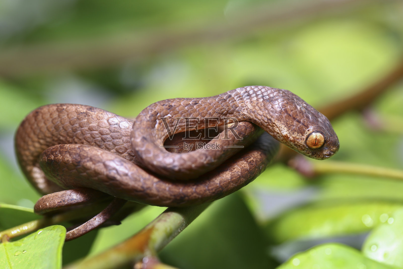 吃蛞蝓的龙骨蛇(Pareas carinatus)是蛇科的一种。它在东南亚比较普遍照片摄影图片