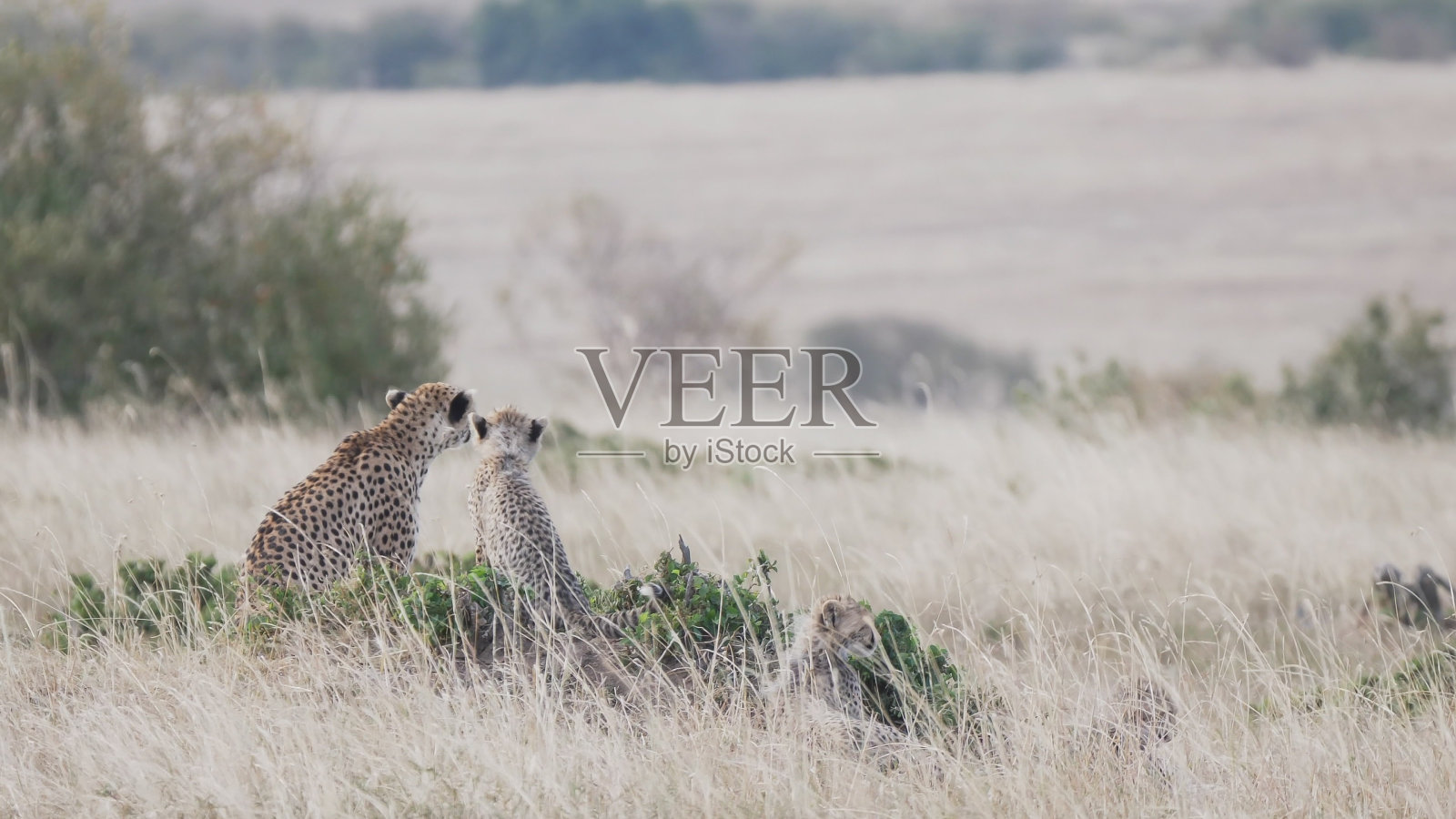 在马赛马拉的大草原上,猎豹妈妈和幼崽在寻找猎物照片摄影图片