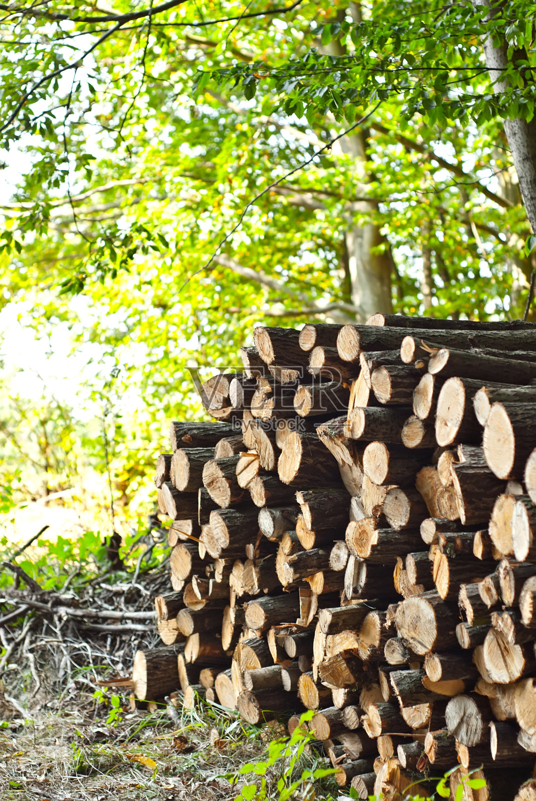 被砍倒的树倒在地上。木头堆在森林的背景上。51、违章砍伐森林理念保护环境。照片摄影图片