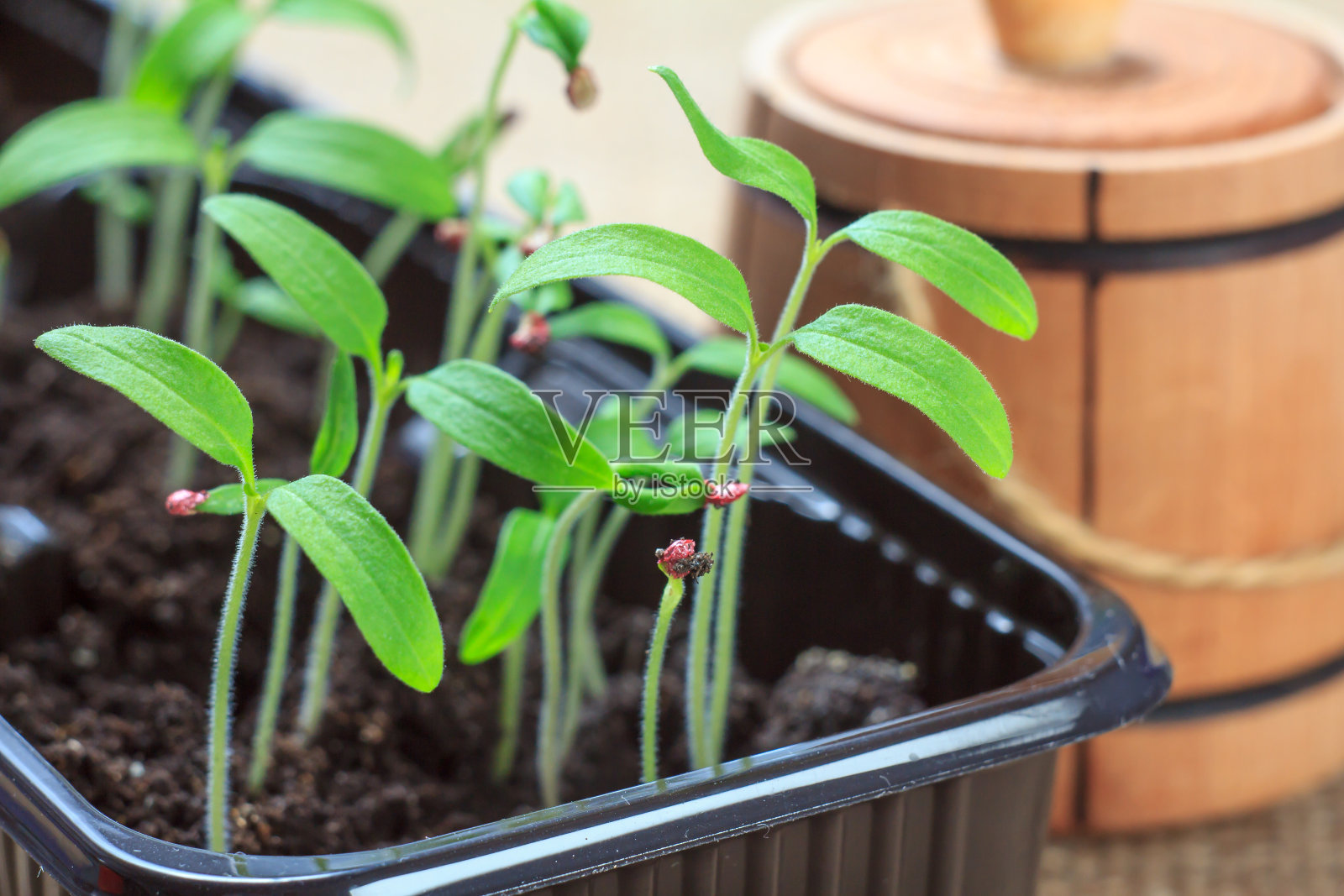 背景为装饰木桶的番茄幼苗照片摄影图片
