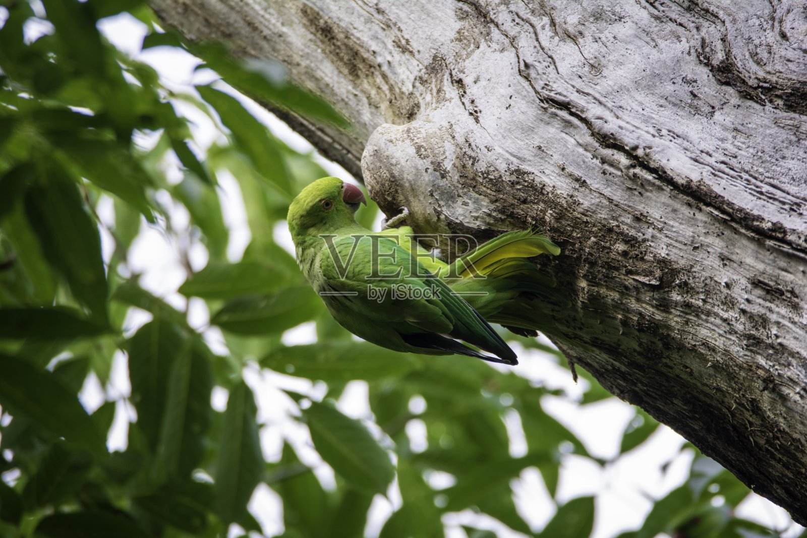树上的玫瑰环长尾小鹦鹉照片摄影图片