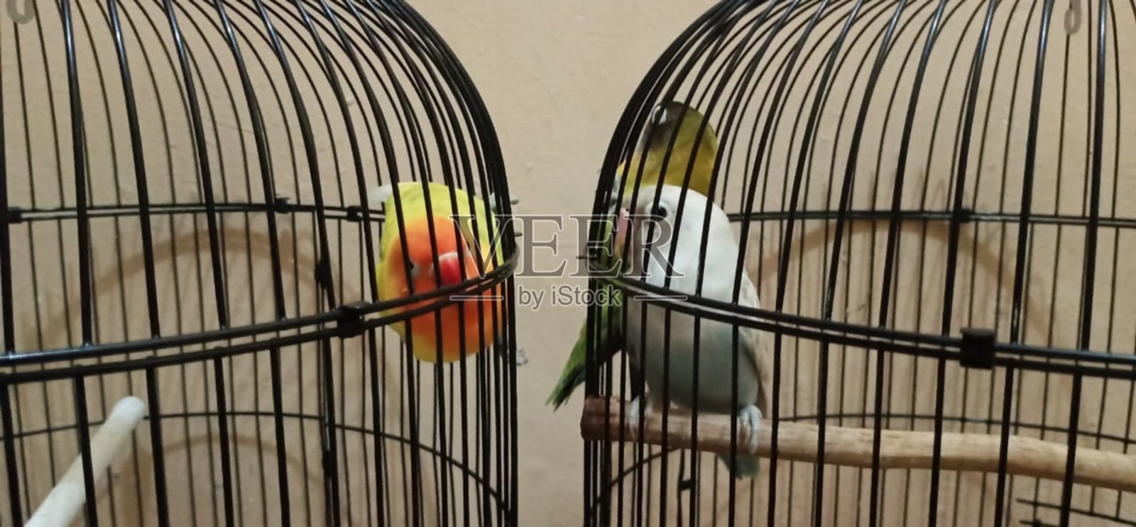 青鸟是关在笼子里照片摄影图片