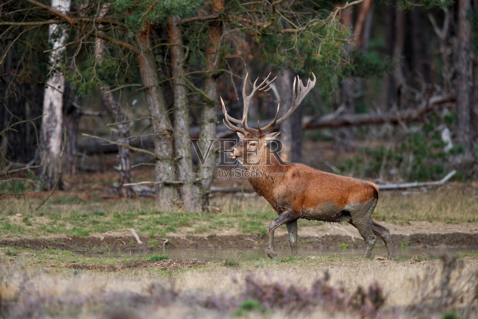 马鹿在发情季节走在荒地上照片摄影图片