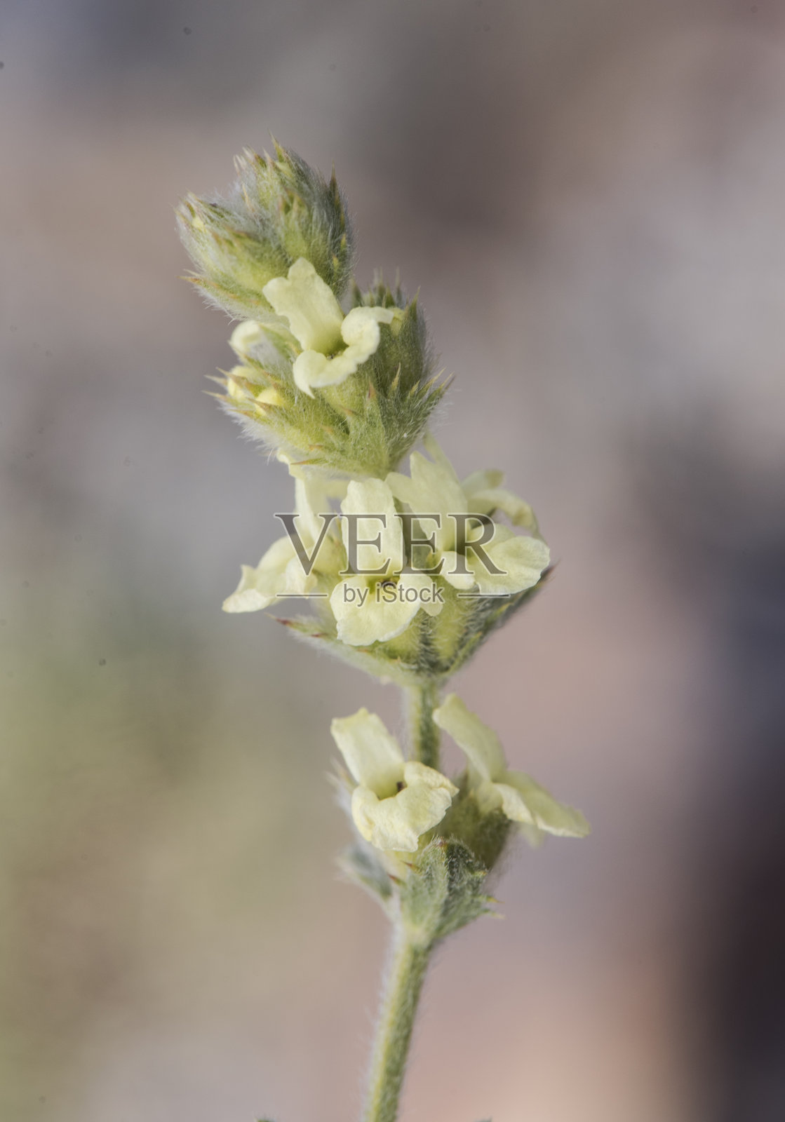 铁苔属唇形科药用植物,开淡黄小喇叭状花,背景淡绿灰色照片摄影图片