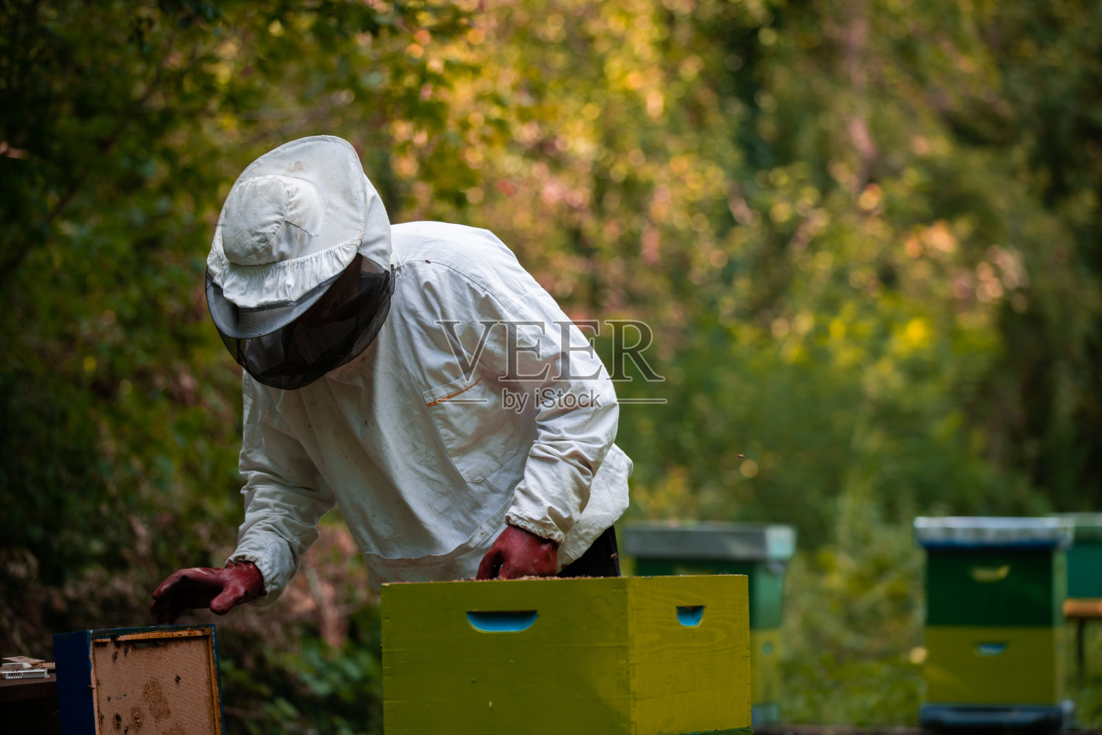 检查蜂箱库存照片照片摄影图片