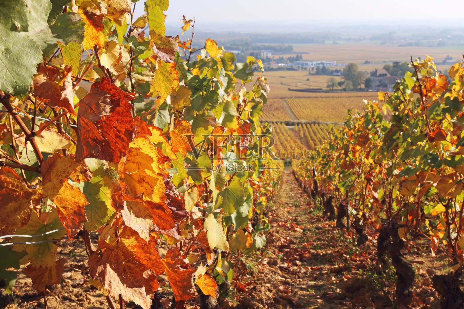 法国的风景,勃艮第地区:秋季葡萄园照片摄影图片