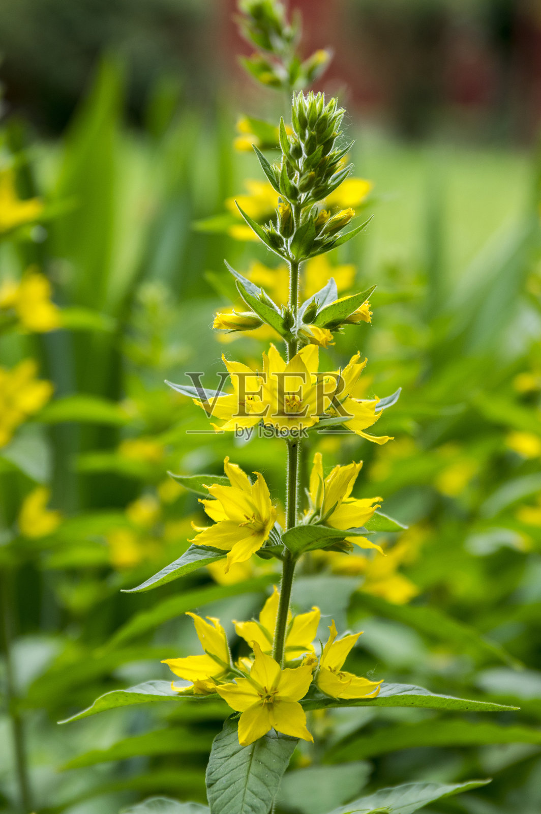 亮黄色的斑点松露开花植物,一群群美丽的花朵盛开照片摄影图片