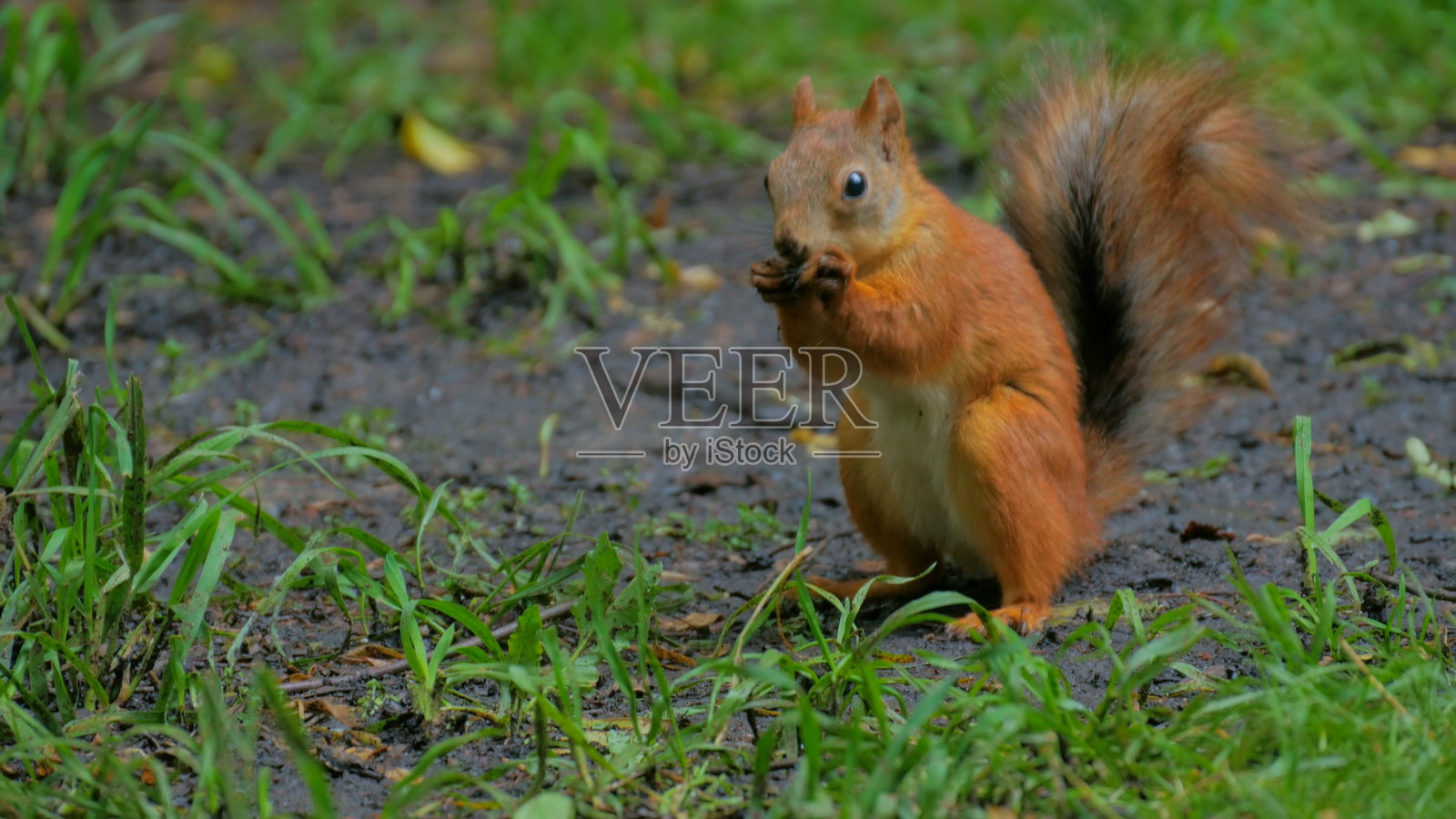 可爱的红松鼠在公园里吃坚果照片摄影图片