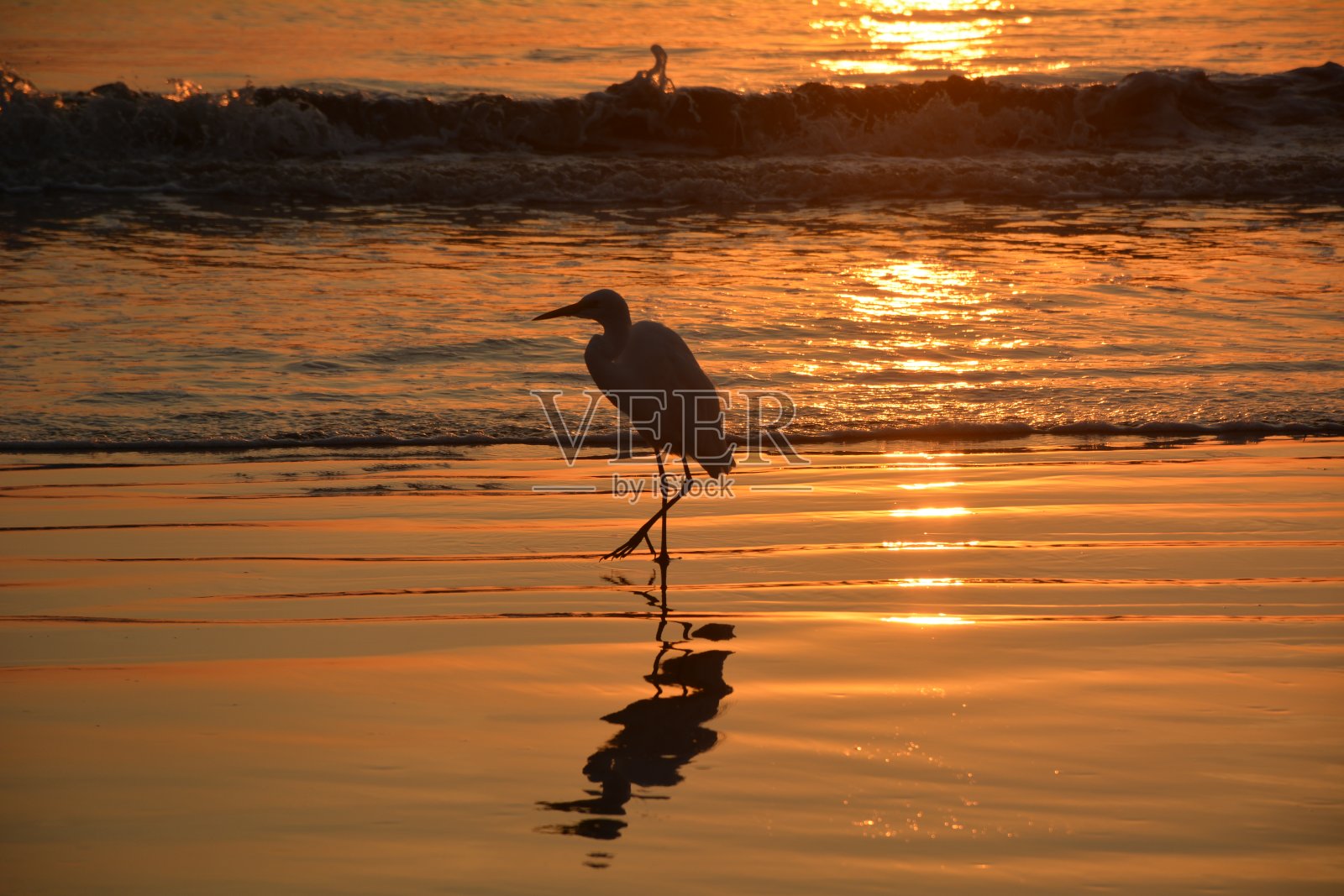 太阳升起时,海滩上的苍鹭照片摄影图片