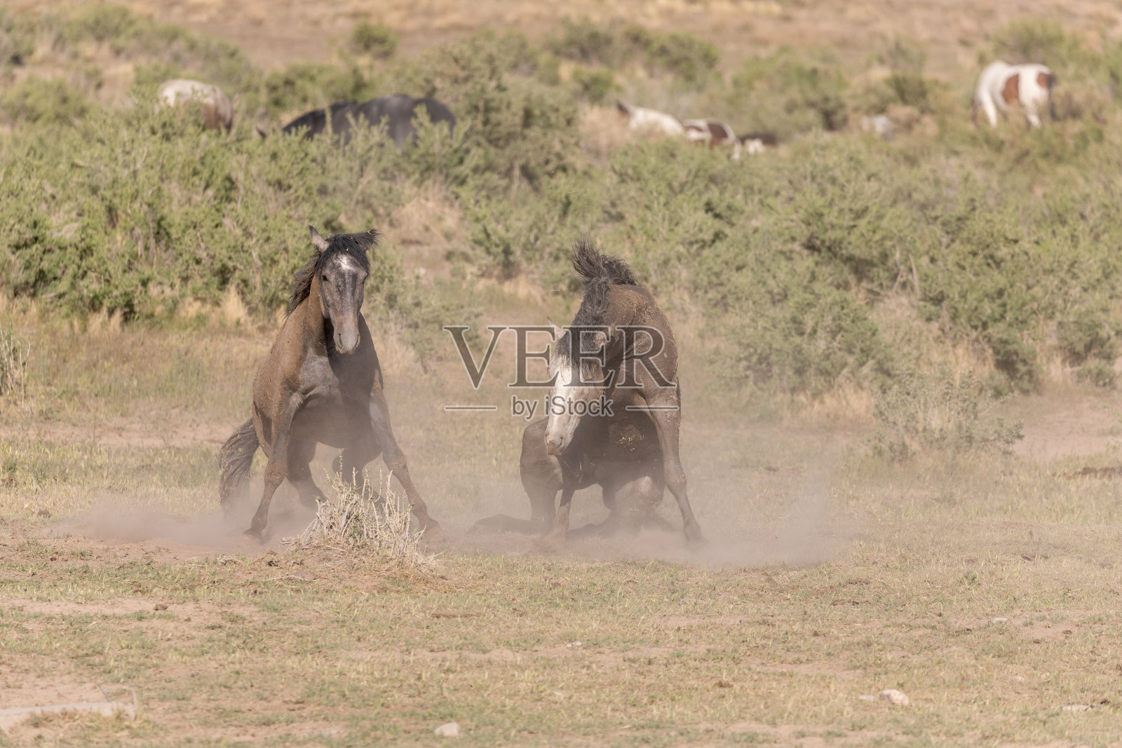 犹他州沙漠中的野马种马照片摄影图片