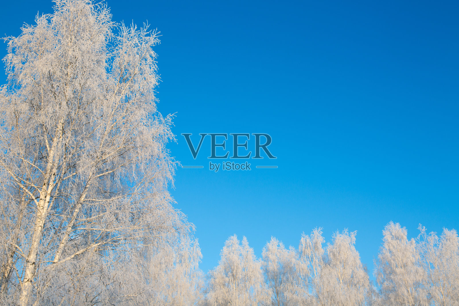 冬天的森林,树木被冰雪覆盖照片摄影图片