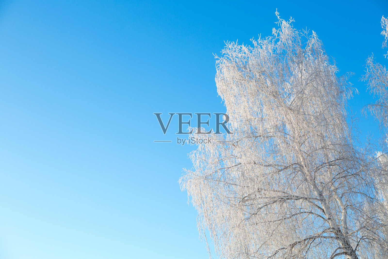 冬天的森林,树木被冰雪覆盖照片摄影图片