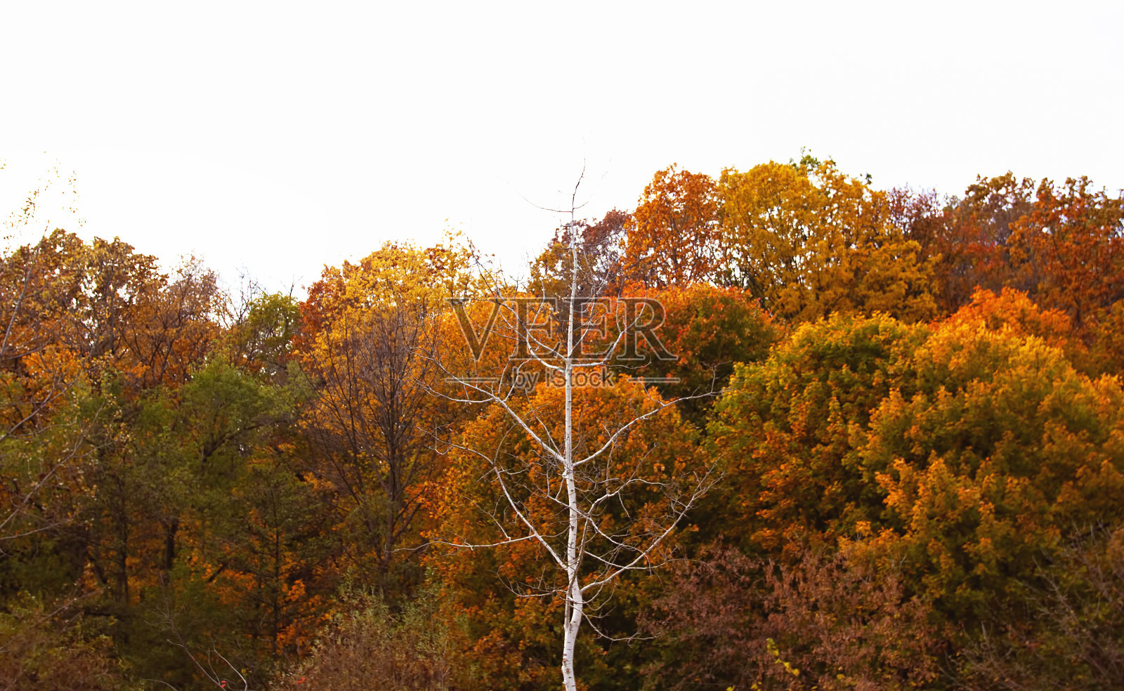 秋叶照片摄影图片