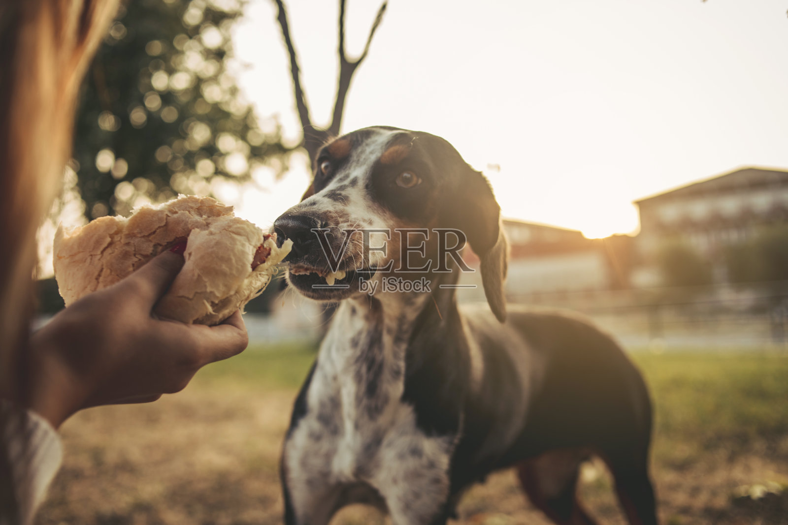 这只狗在街上从一个和它分享汉堡包的女人手里吃东西照片摄影图片