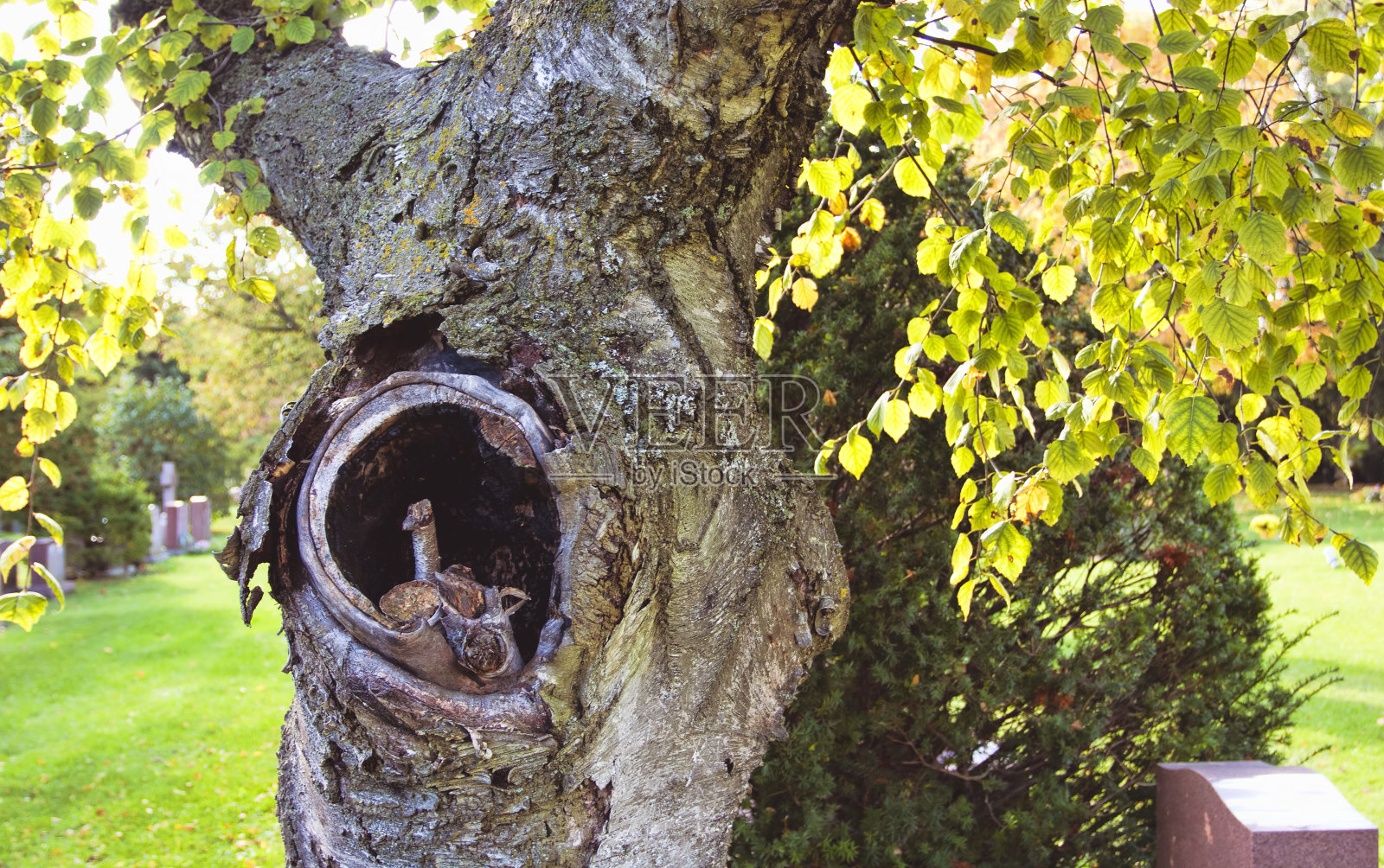 绿叶和树洞照片摄影图片