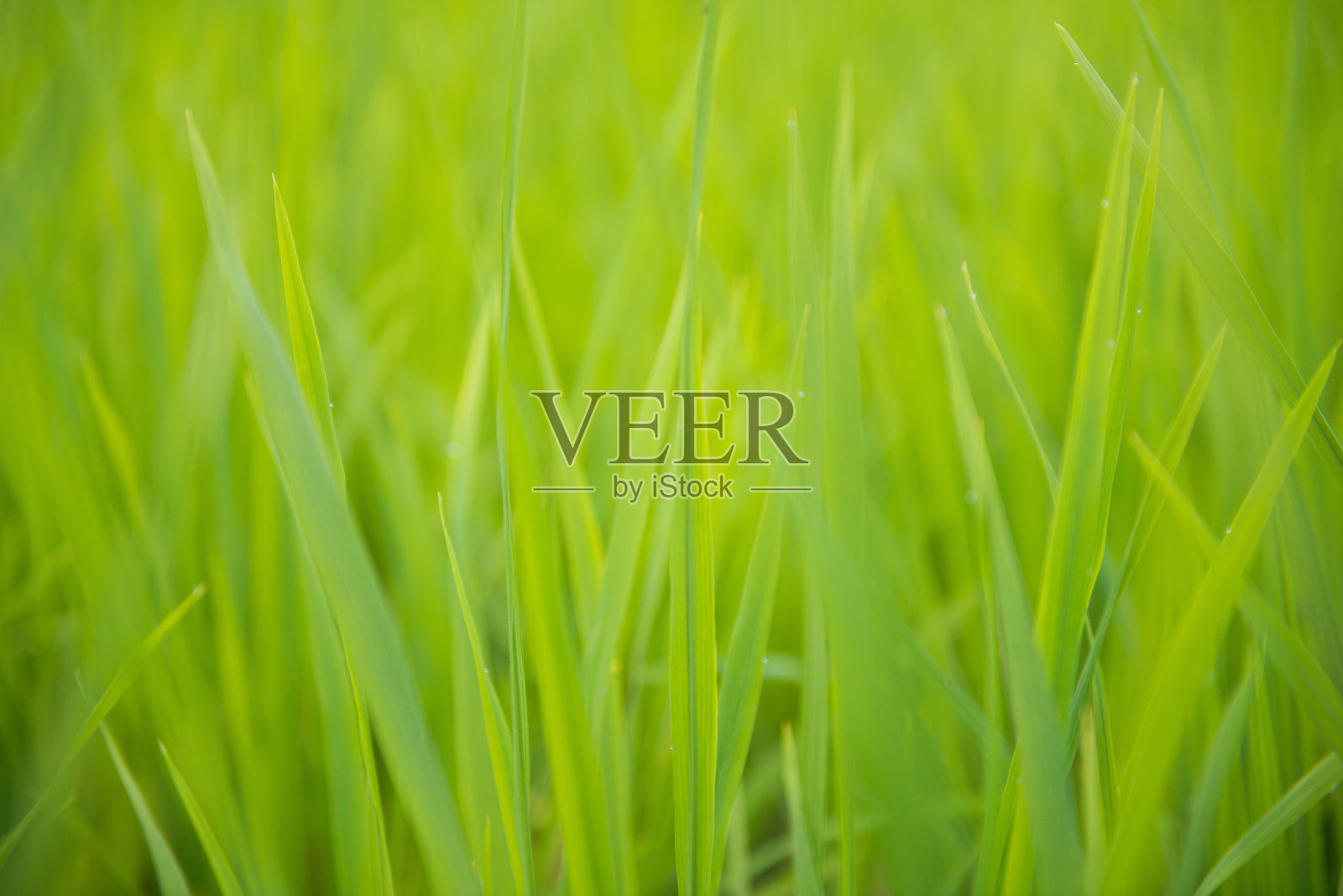 摘要背景绿稻叶照片摄影图片