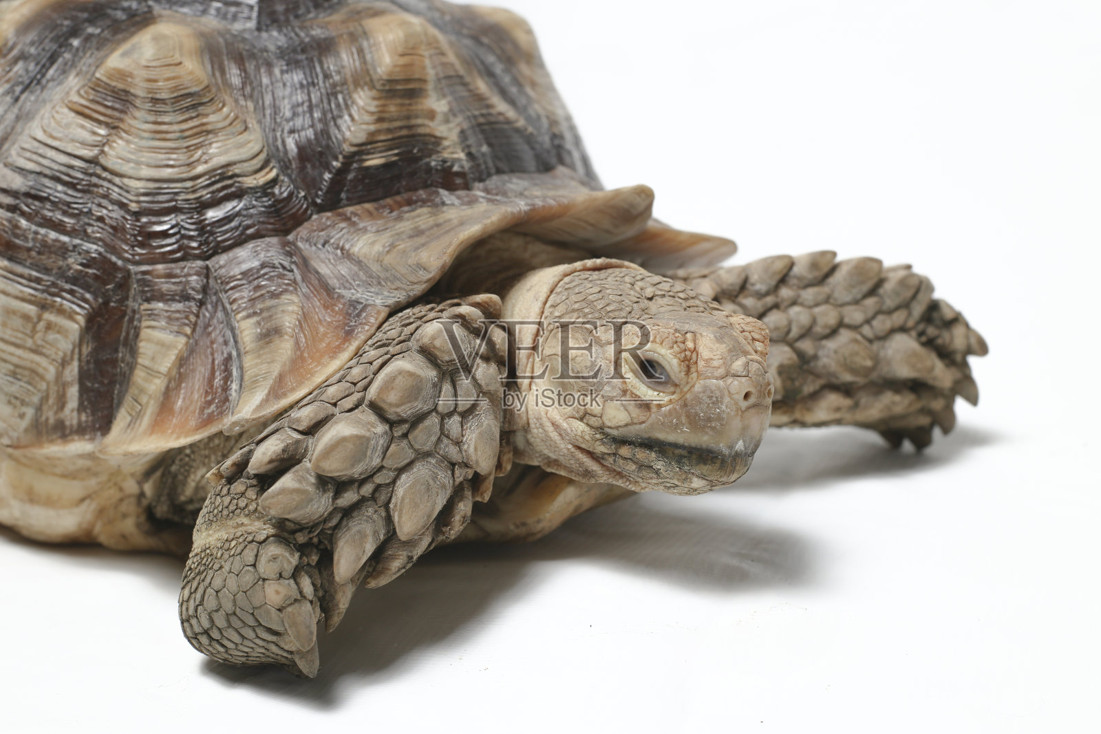 非洲盾臂沟龟,又称非洲盾臂沟龟,孤立于白色背景上照片摄影图片