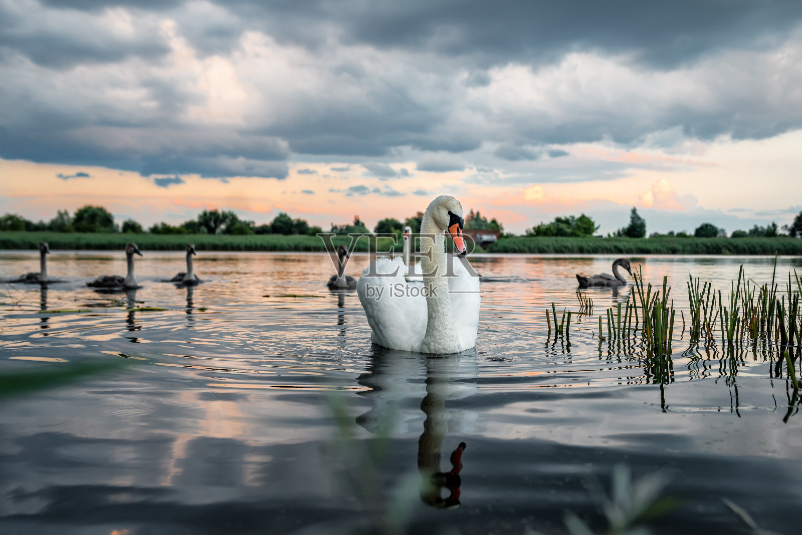 湖上的野天鹅照片摄影图片