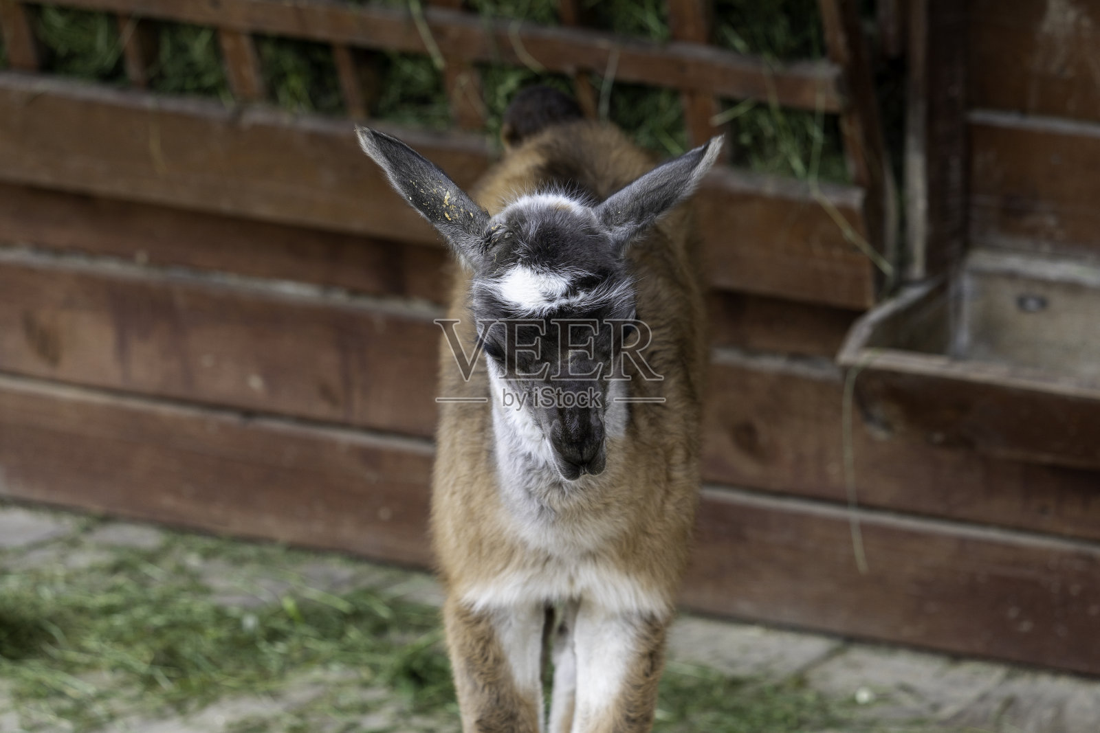 动物园里的小美洲驼宝宝照片摄影图片