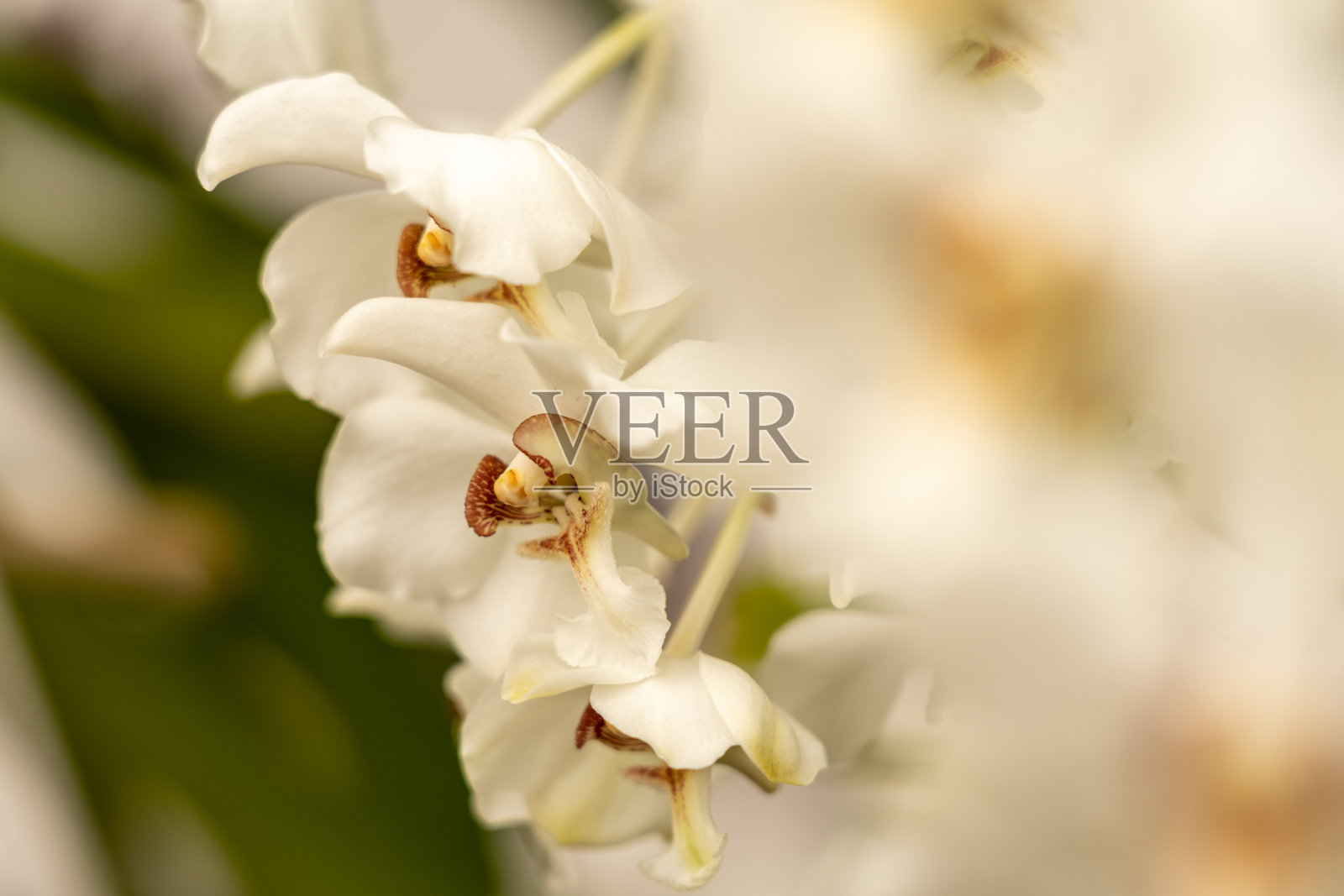 兰花花蝴蝶兰(vanaenopsis barnesi)在一个春天的一天花园与美丽平滑的背景。照片摄影图片