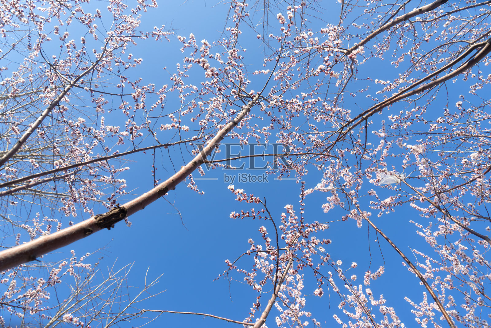 春天桃花枝叶开照片摄影图片
