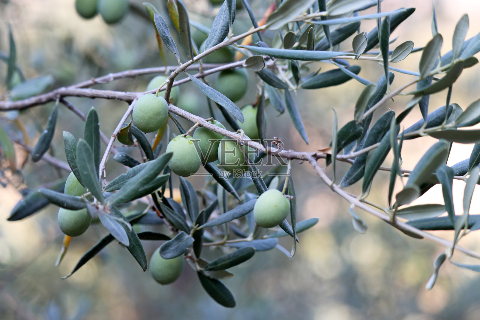 绿橄榄在树枝上照片摄影图片