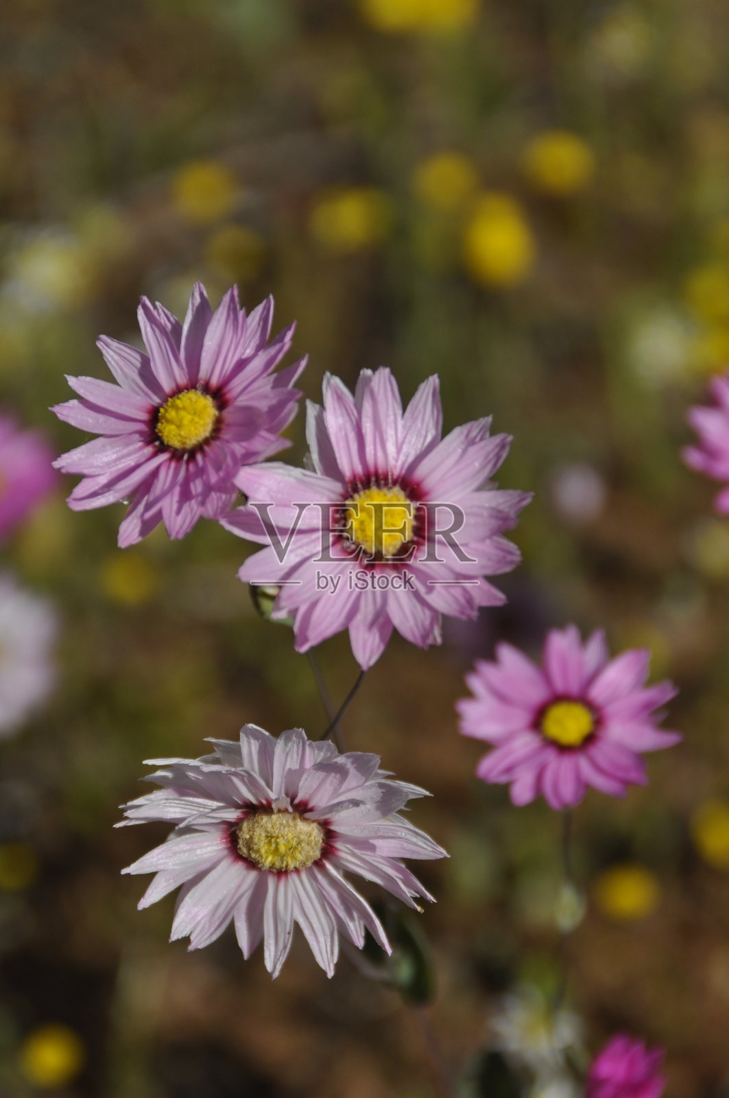 美丽的粉红色和白色的野花在西澳大利亚盛开照片摄影图片