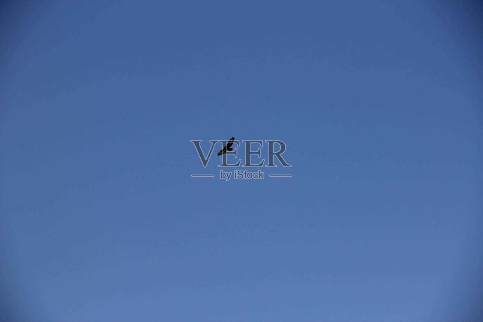 鹰在深蓝色的天空中高飞照片摄影图片