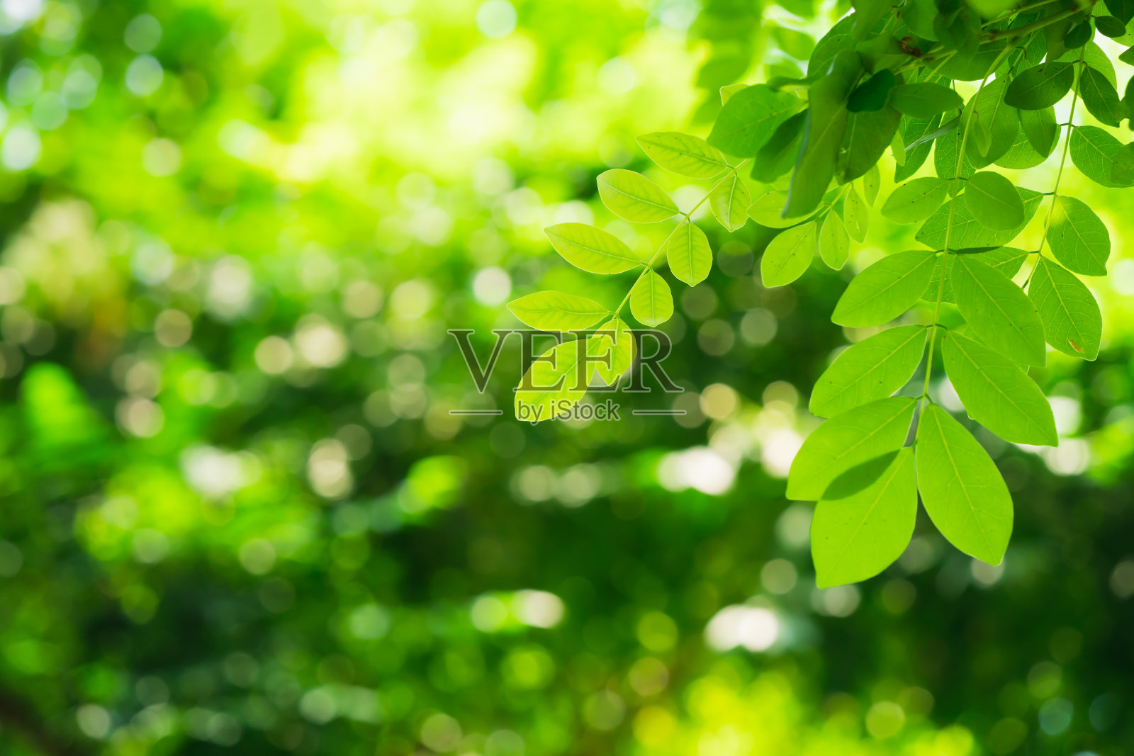 绿叶的特写自然视图照片摄影图片