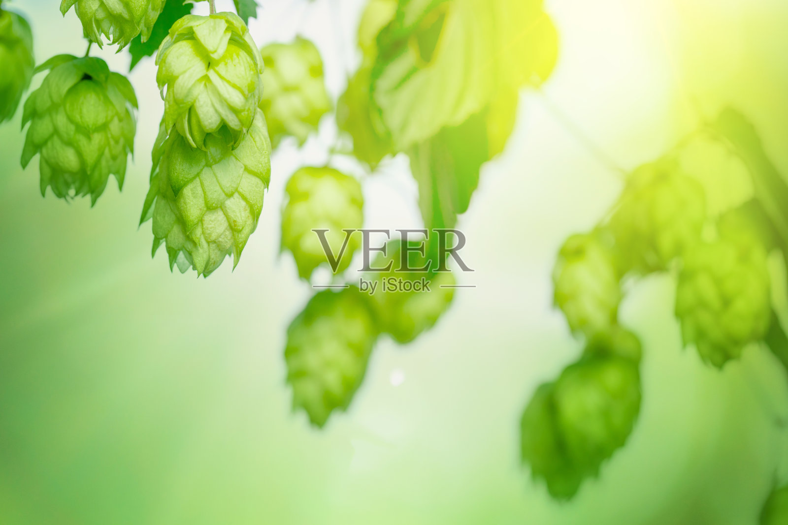 在阳光下种植的绿色啤酒花球果,具有浅的景深。啤酒的成分。照片摄影图片
