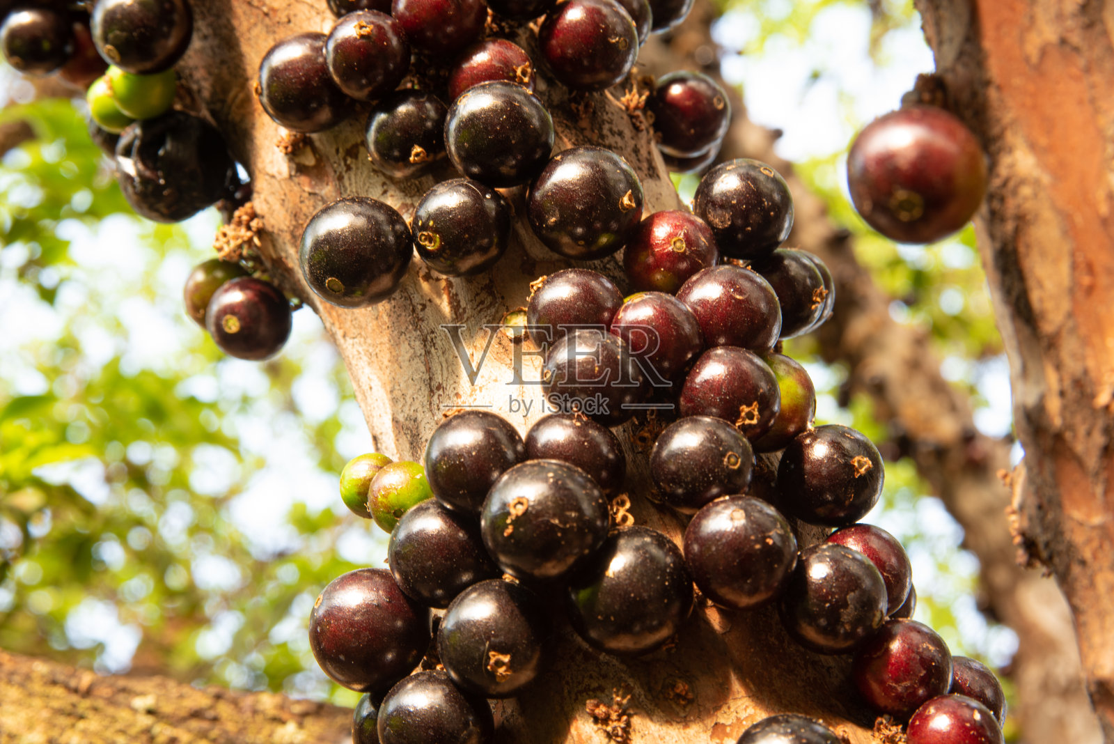 早春的Jabuticabeira果实累累。自然光,选择性聚焦。照片摄影图片