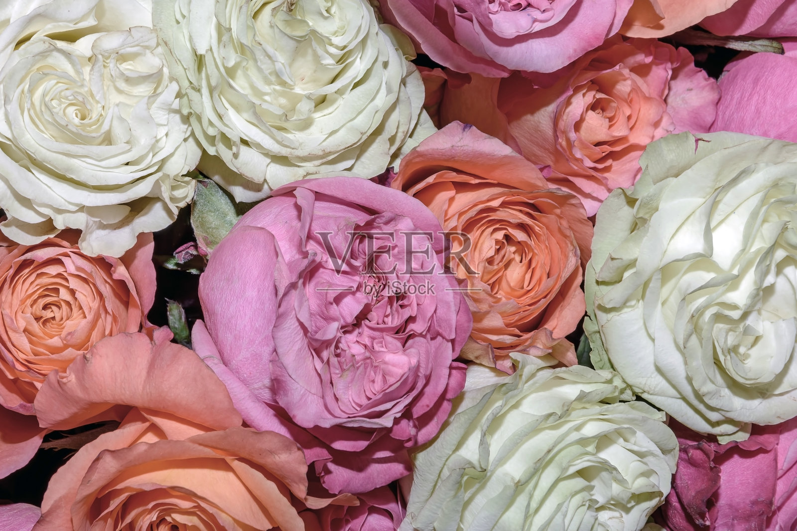 美丽的花的背景。关闭了。照片摄影图片