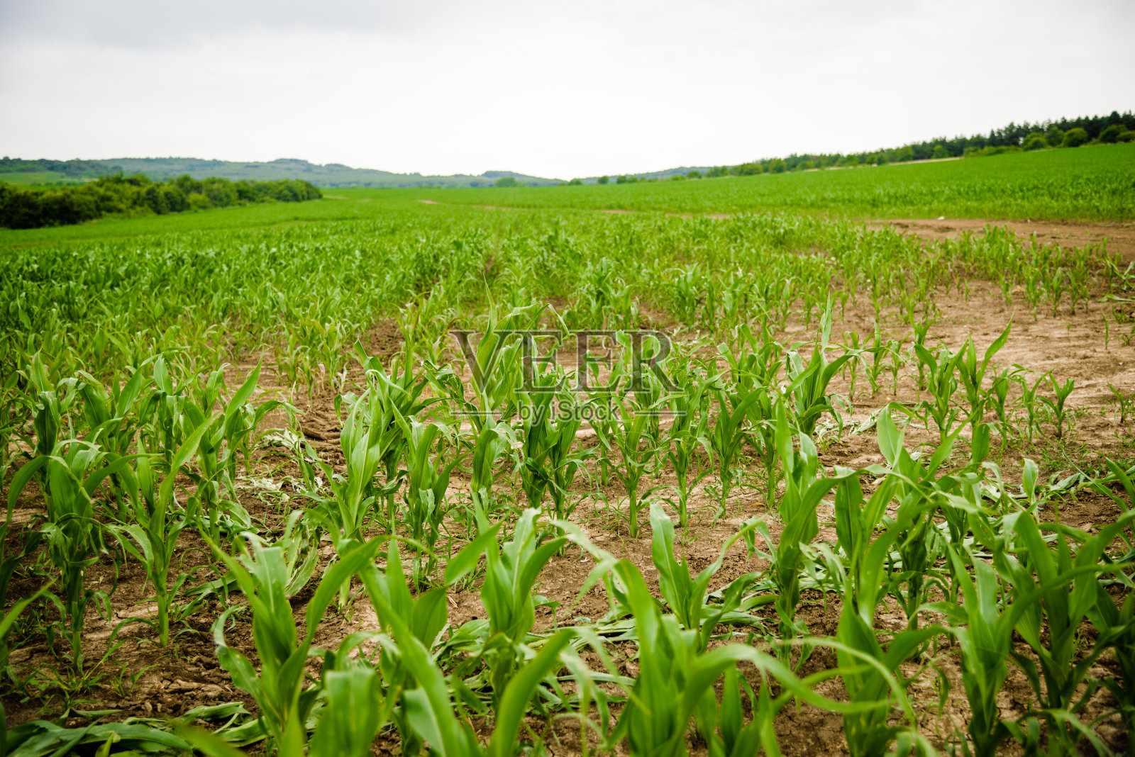 农村的玉米田。农业概念的照片。照片摄影图片
