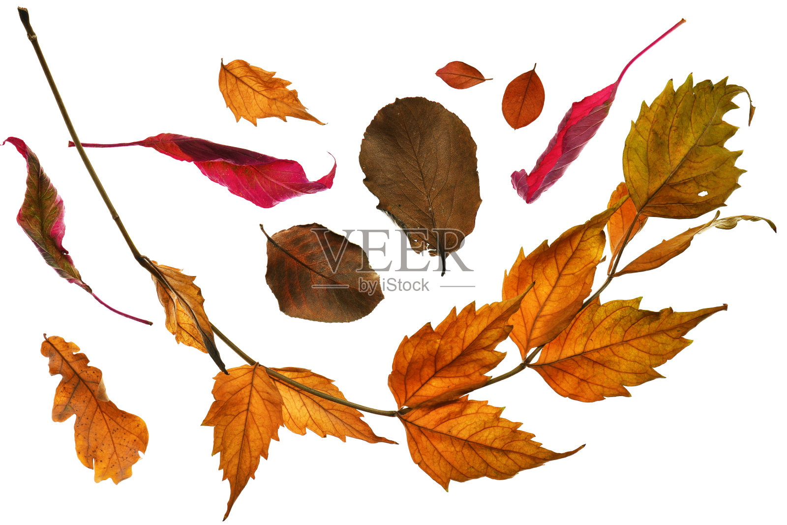 收集秋叶特写对象的细节,明亮多彩的,白色背景孤立,微距照片,景深整个对象照片摄影图片