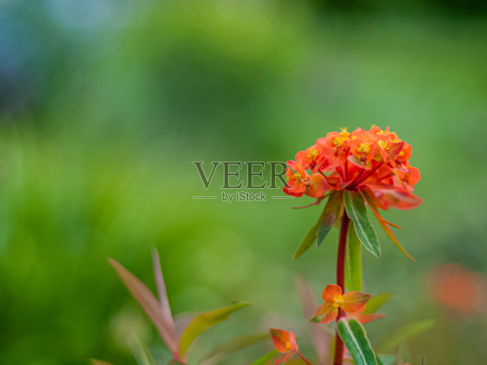 格里菲斯大戟(大戟)照片摄影图片