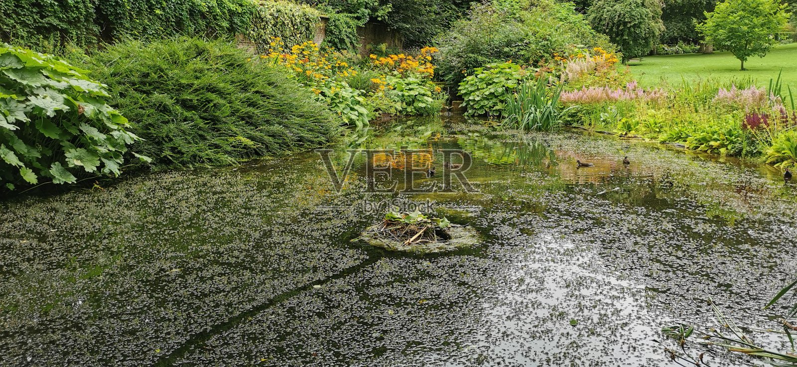 池塘照片摄影图片