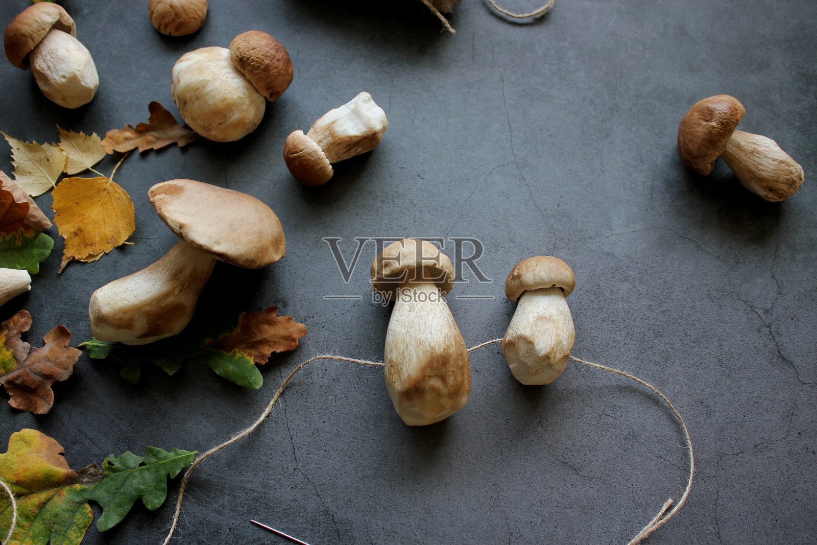 牛肝菌种在线上并准备晾干的牛肝菌。食用菌的背景。照片摄影图片