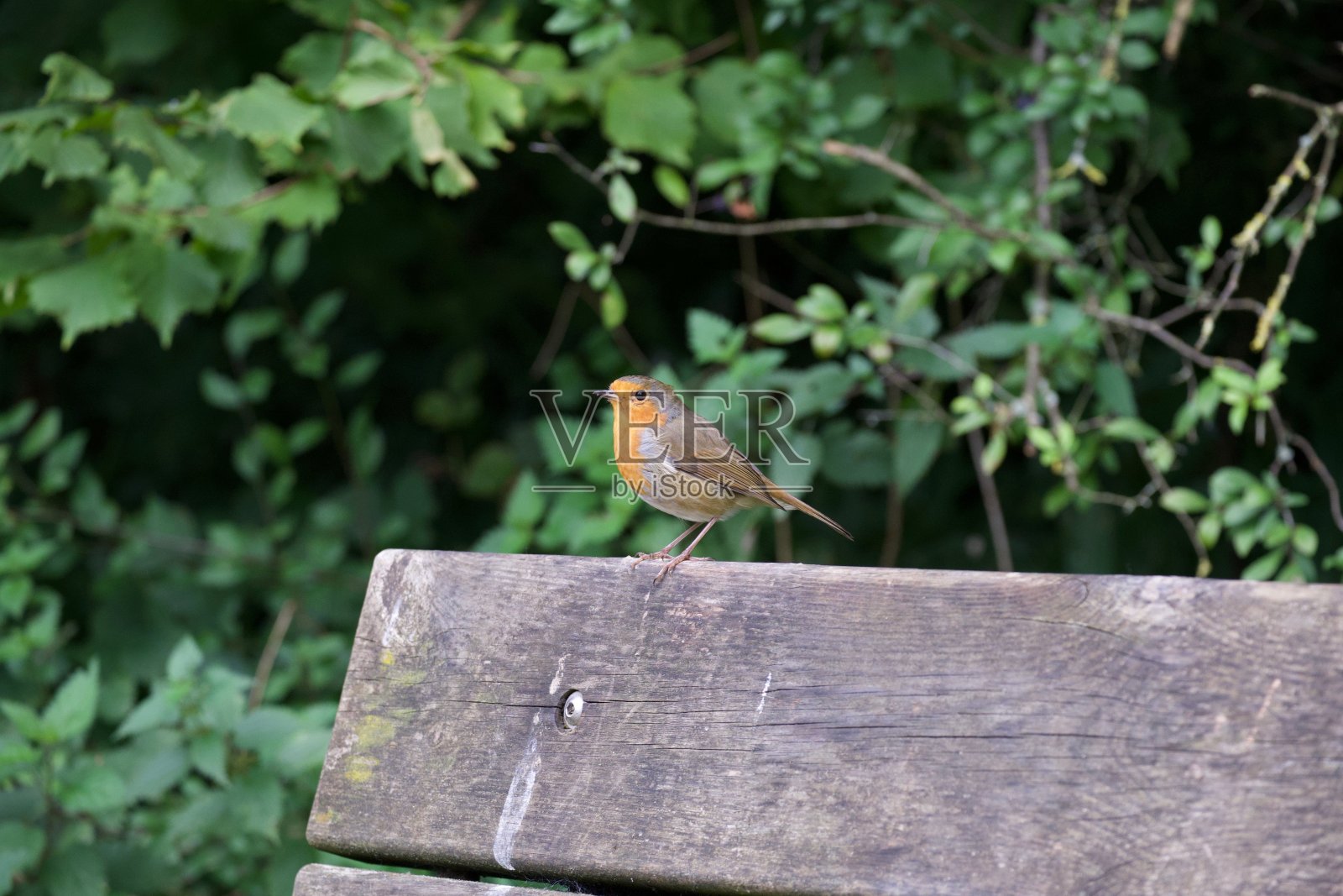 罗宾坐在一张木凳上。照片摄影图片